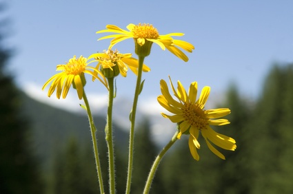 Arnica Montana: What is it and Does it Work?
